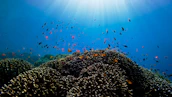 A vibrant coral reef teeming with colorful fish, seen through crystal-clear water.