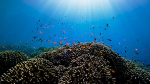 A vibrant coral reef teeming with colorful fish beneath crystal-clear Andaman Sea waters.