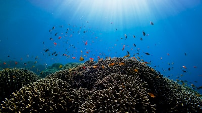 Colorful coral reef teeming with tropical fish beneath clear blue sea near Similan Island