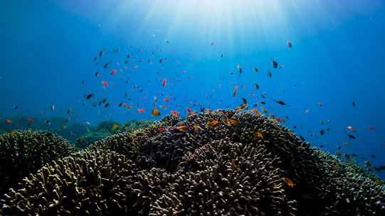 A vibrant coral reef teeming with colorful fish, inviting underwater exploration.
