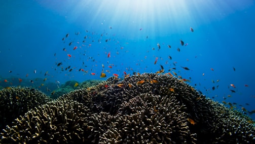 Vibrant coral reef teeming with a variety of colorful fish swimming around, illuminated by sunlight filtering through the clear blue water above.