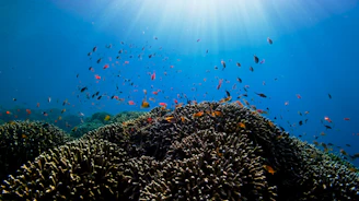 A vibrant group snorkeling near colorful coral reefs under clear blue skies.
