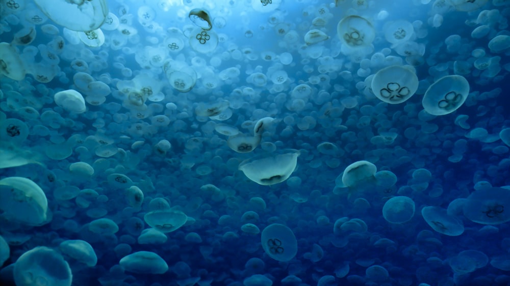 a group of jellyfish swimming in the ocean