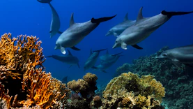 a group of dolphins swimming over a coral reef