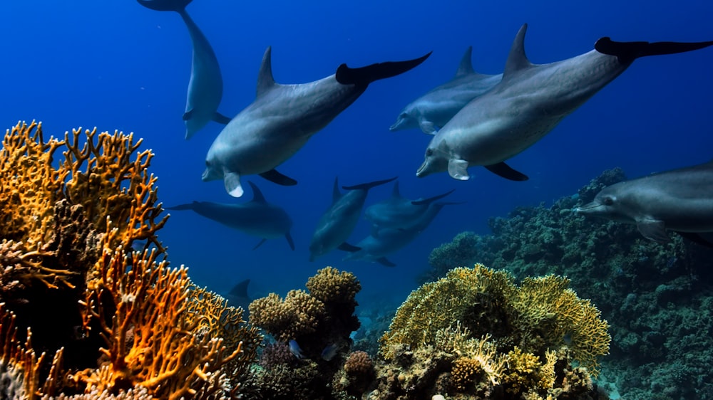 Un grupo de delfines nadando sobre un arrecife de coral