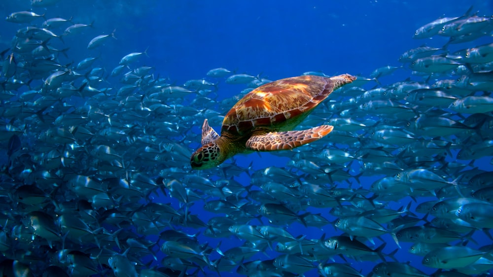 a turtle swimming among a school of fish
