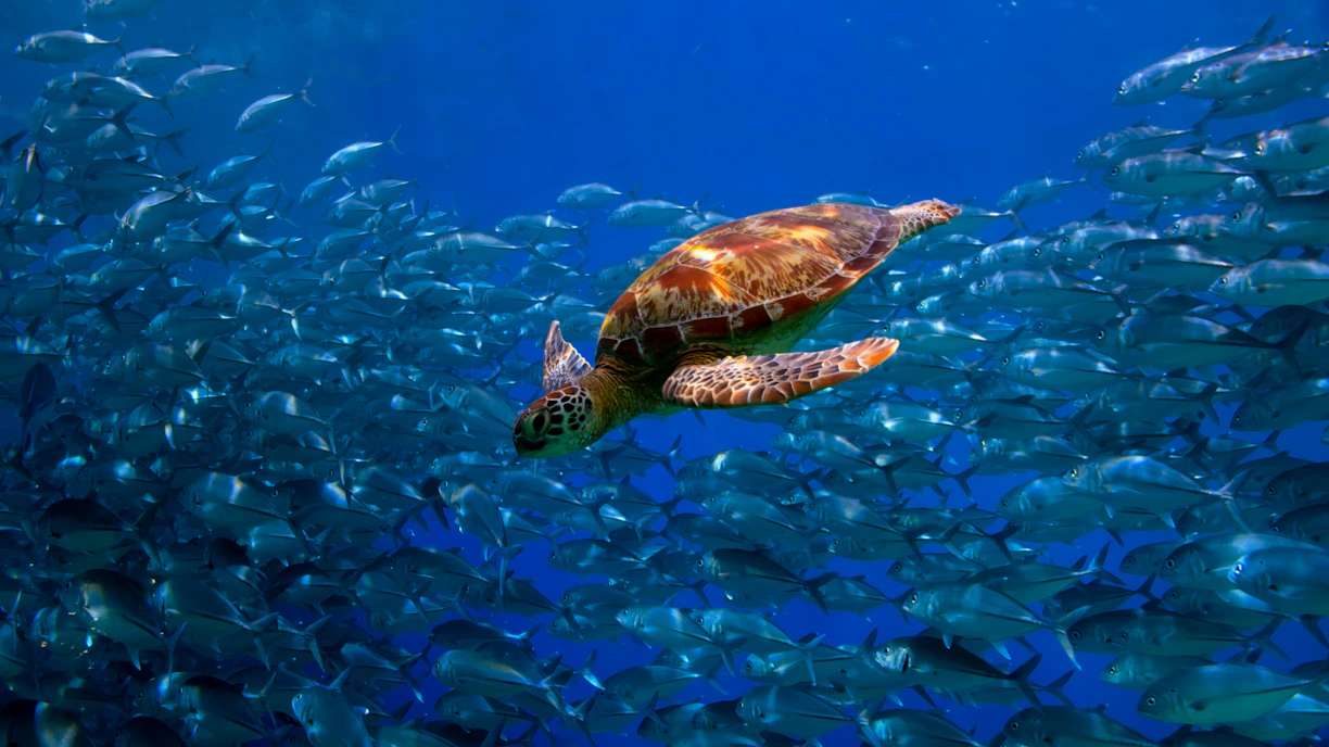 a turtle swimming among a school of fish