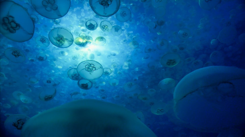 a group of jellyfish swimming under a blue light