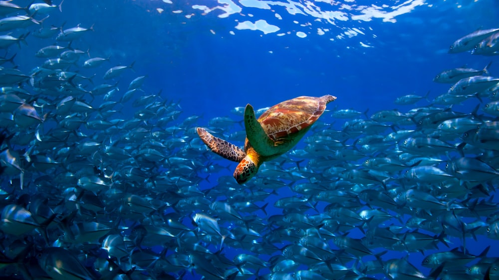 a turtle swimming among a school of fish