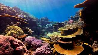 an underwater view of corals and sponges in the ocean