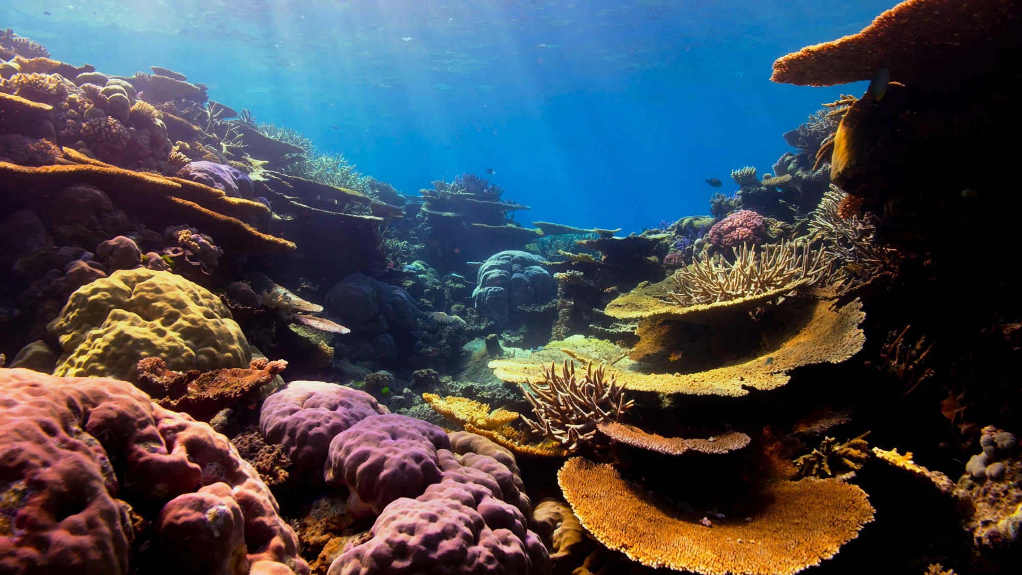 an underwater view of corals and sponges in the ocean