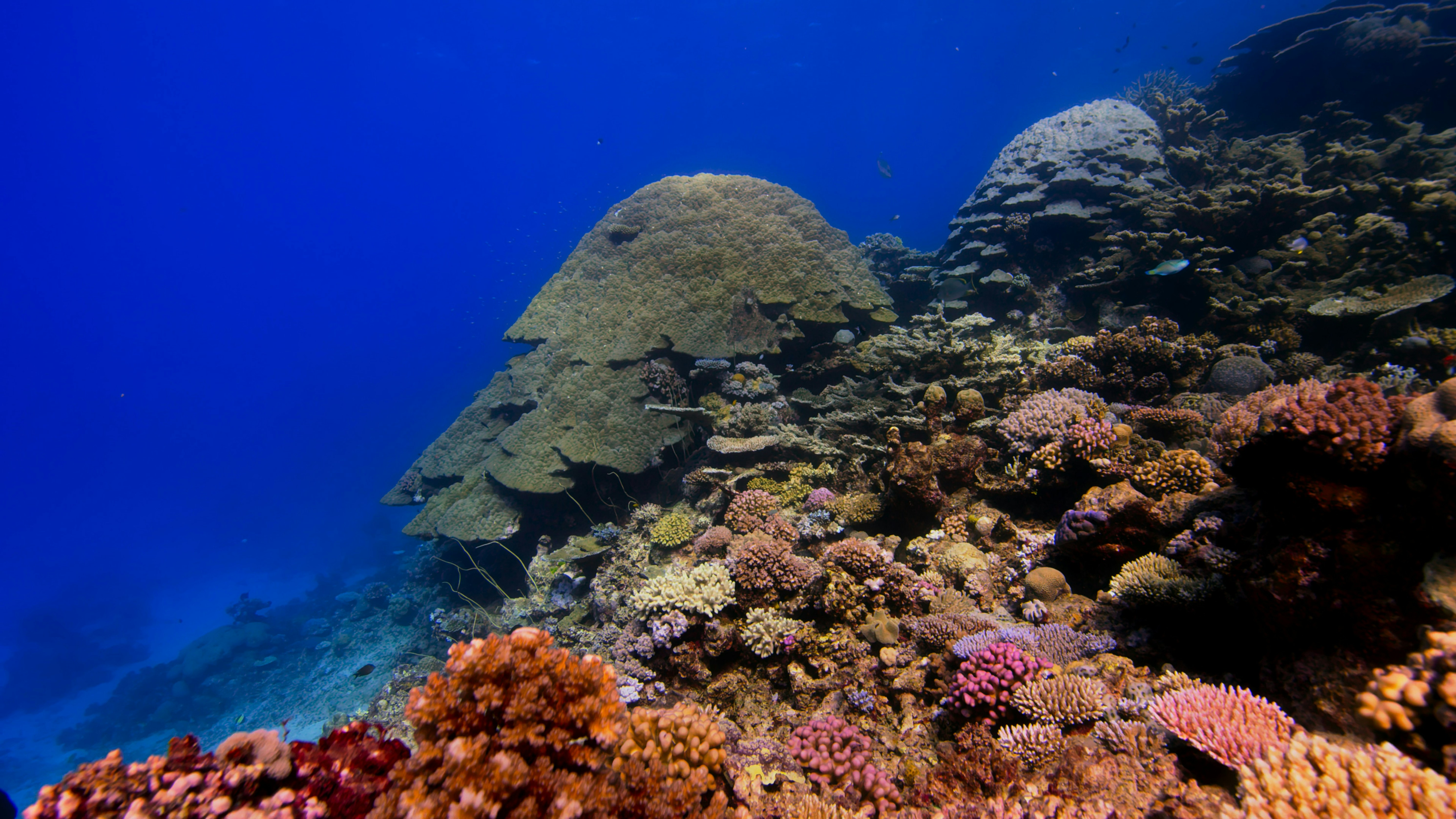 an underwater view of a coral reef in the ocean