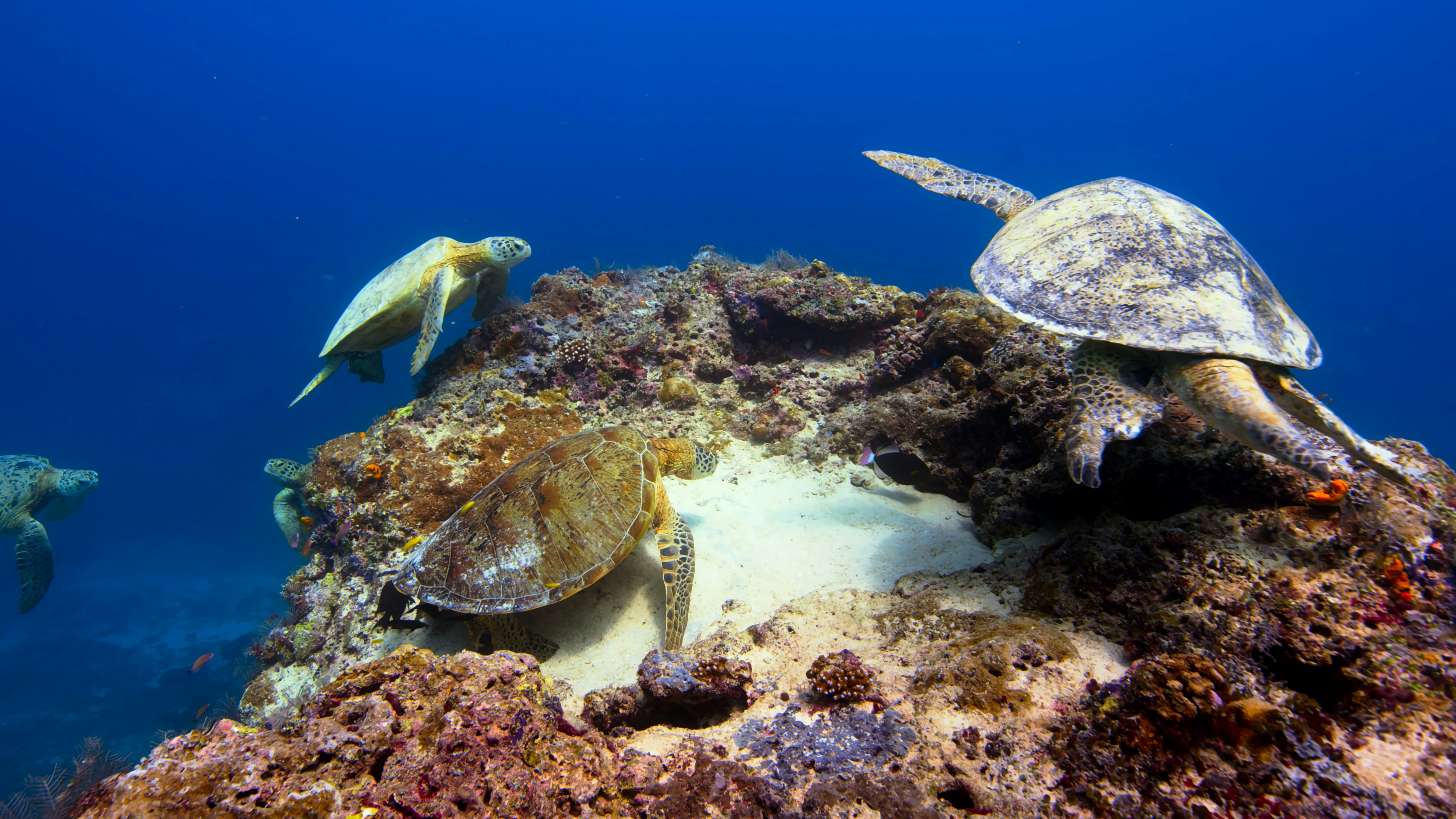 A Hawaiian Green Sea Turtle (Honu) gracefully feeding on algae on a coral reef - Turtle Town snorkeling