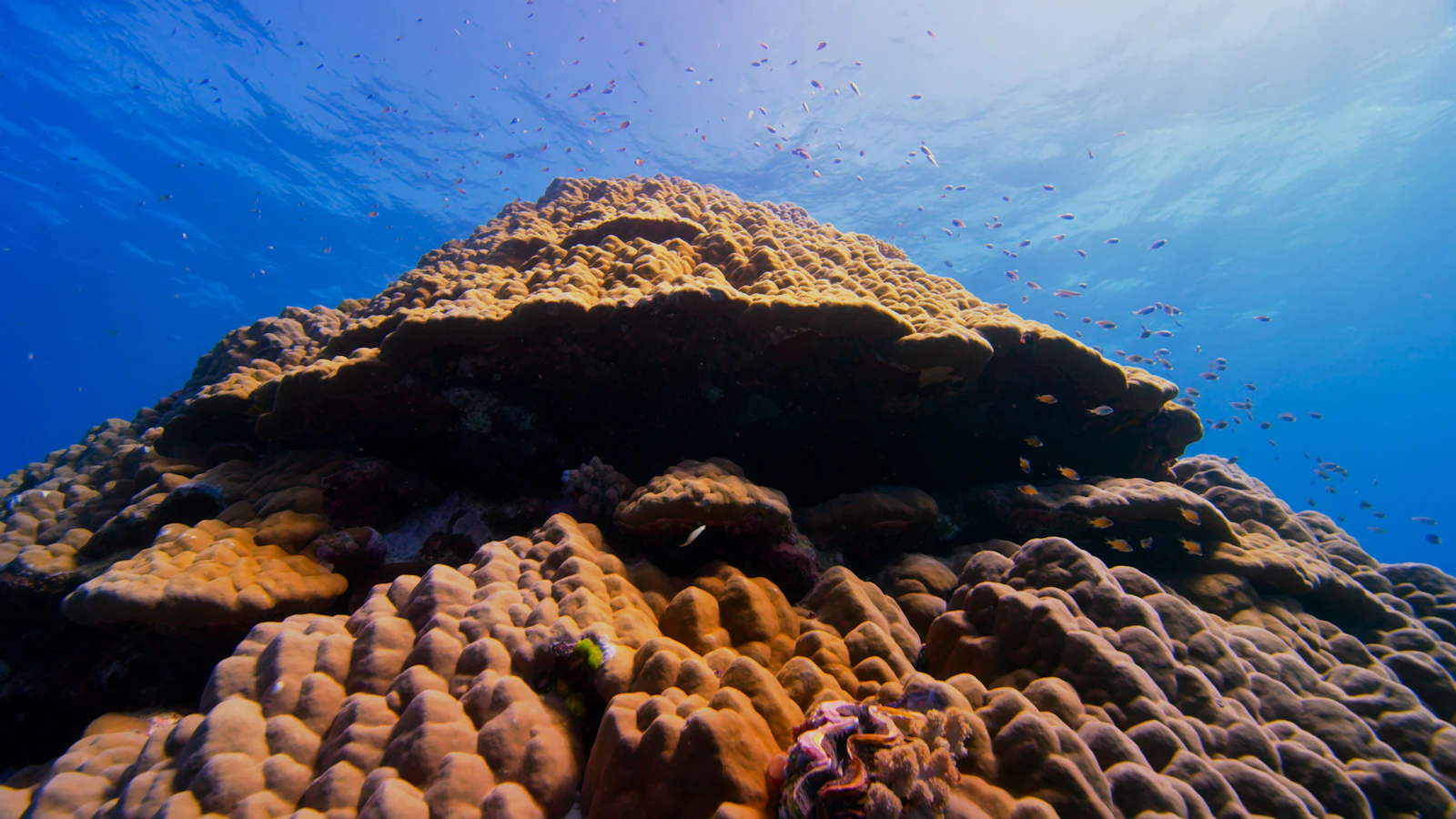 Underwater view of a healthy coral reef teeming with tropical fish