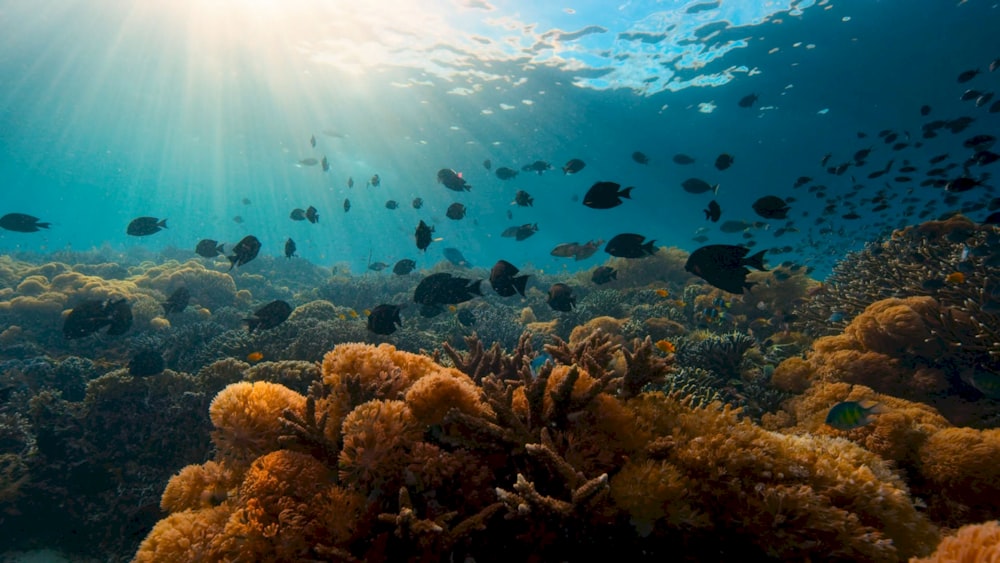 Un gran grupo de peces nadando sobre un arrecife de coral