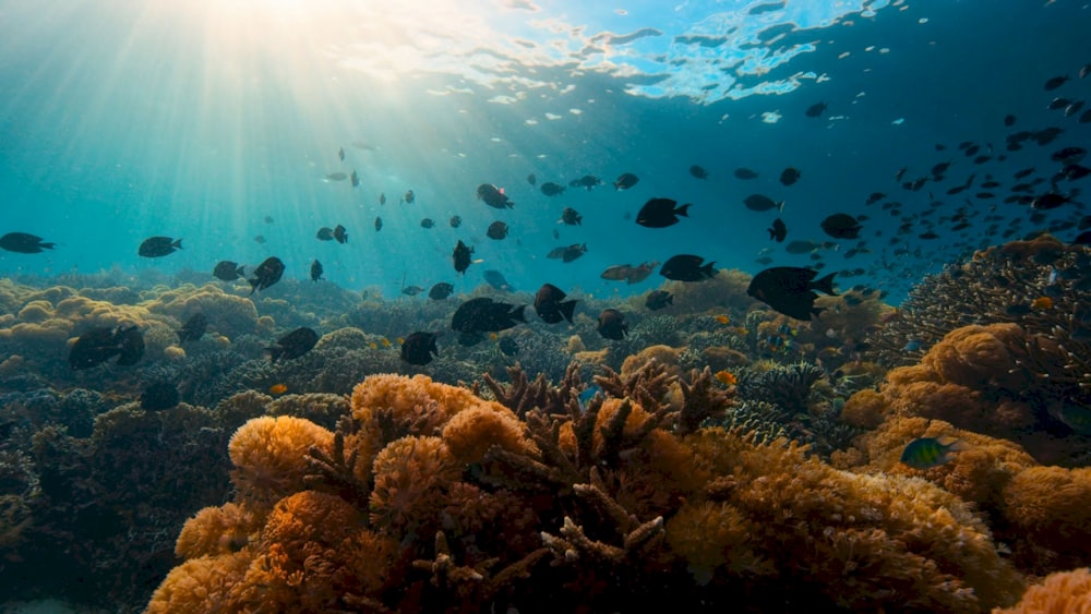 a large group of fish swimming over a coral reef