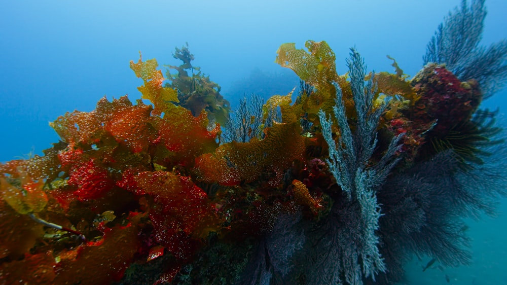 an underwater view of seaweed and corals