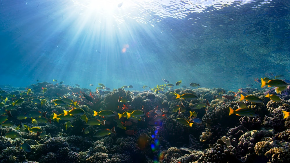 a large group of fish swimming over a coral reef