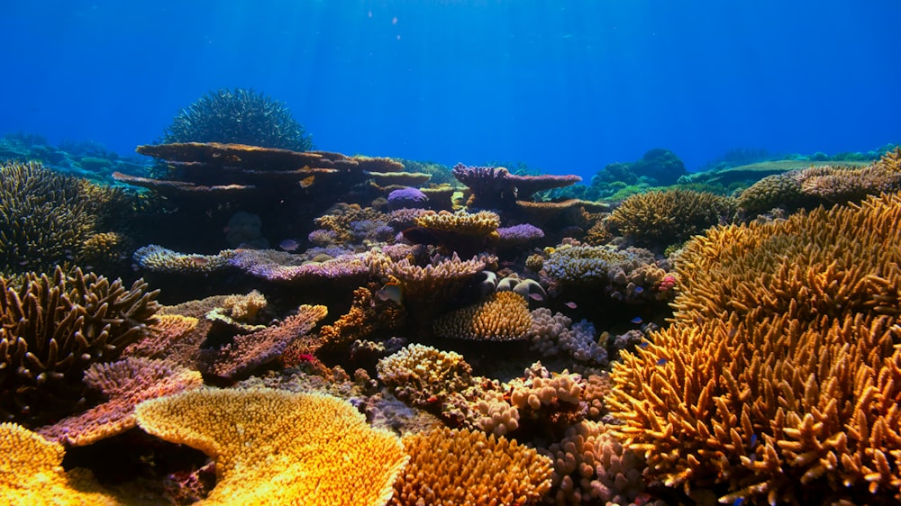 an underwater view of a coral reef with a sunbeam in the background