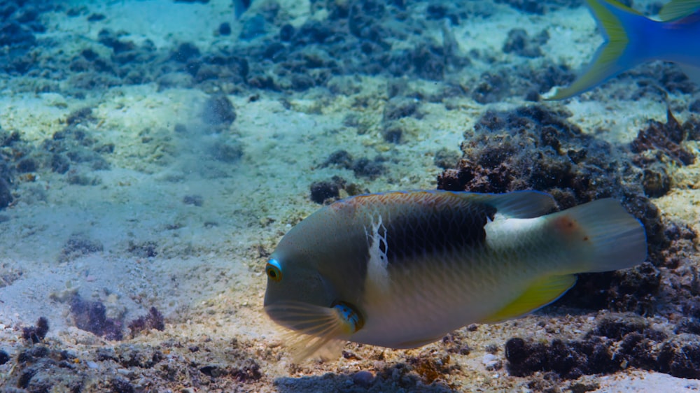 a fish that is swimming in some water