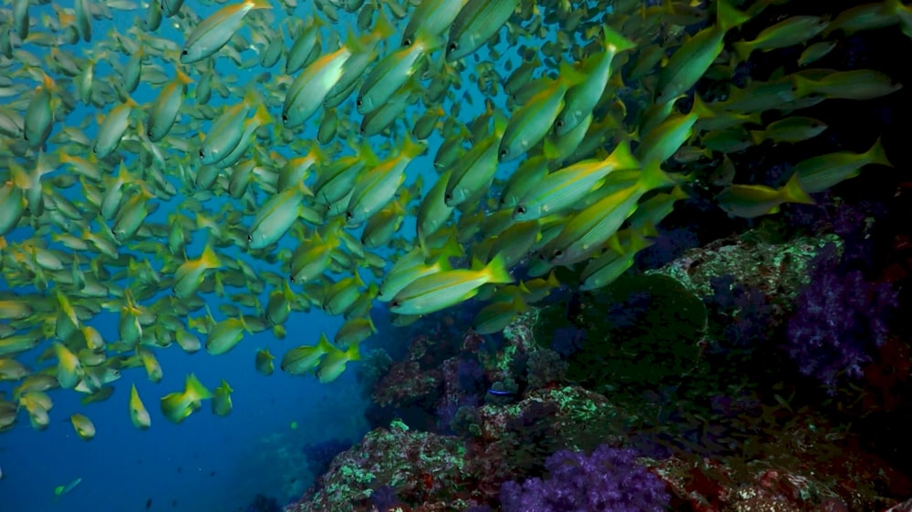 a school of fish swimming over a coral reef