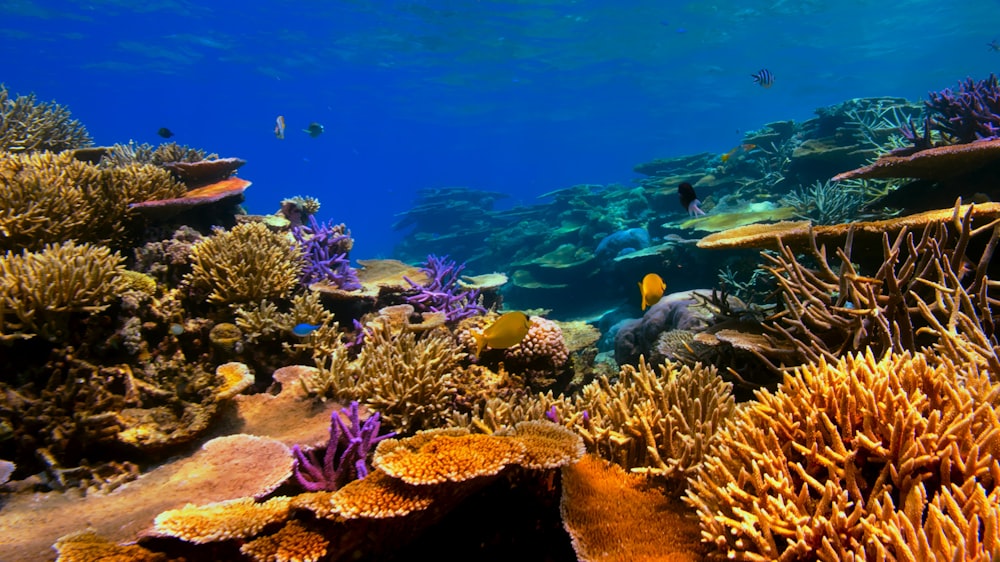an underwater view of a coral reef with fish
