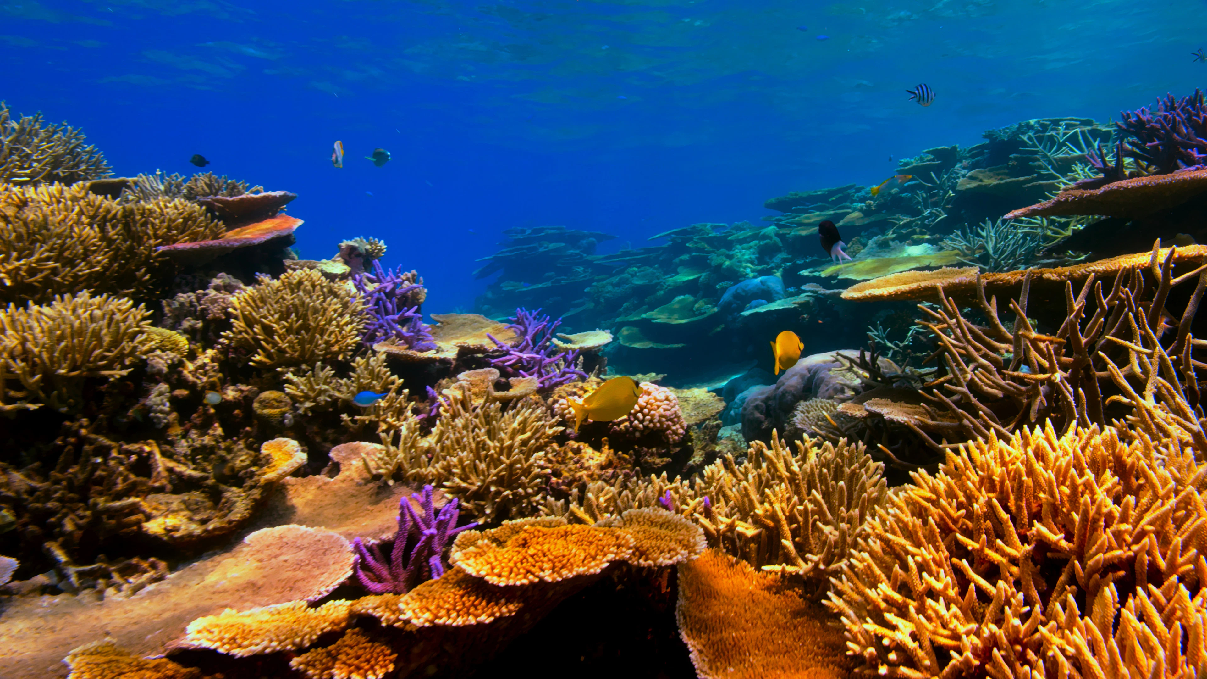 Underwater view of a colorful coral reef with fish