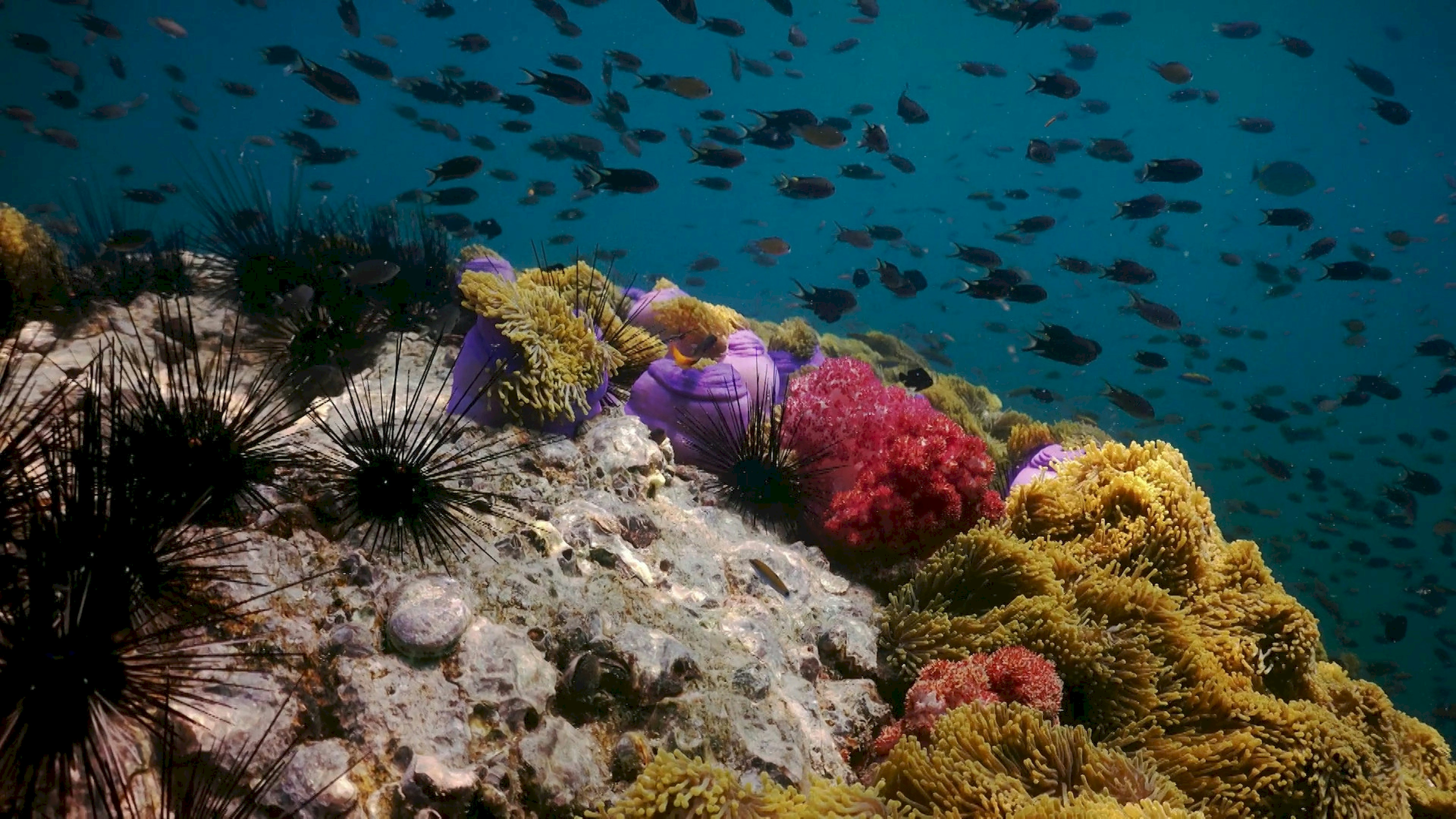 a group of fish swimming over a coral reef