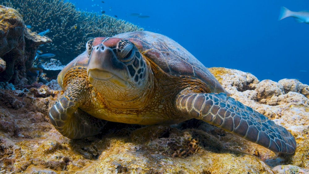 a green turtle swimming over a coral reef