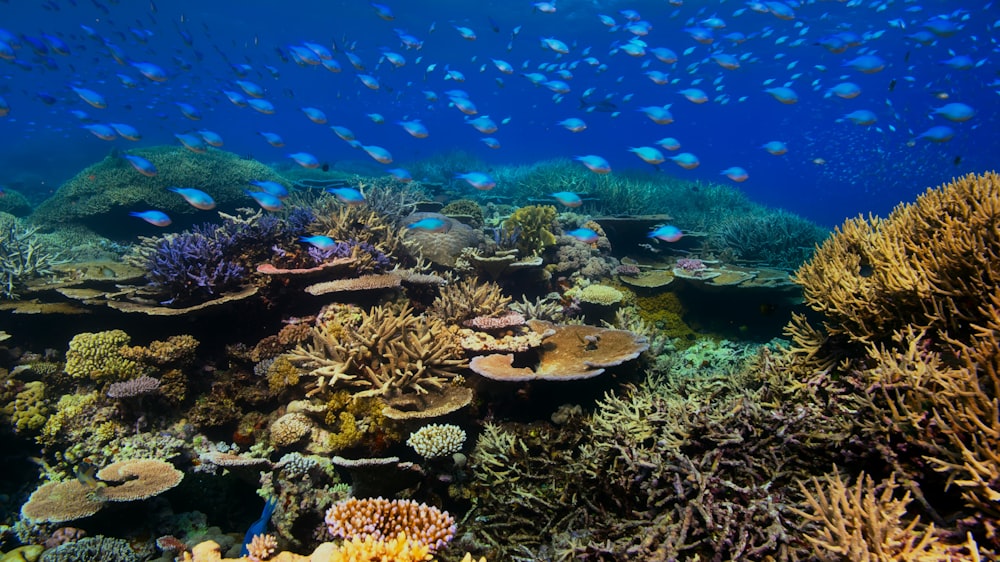 a large group of fish swimming over a coral reef