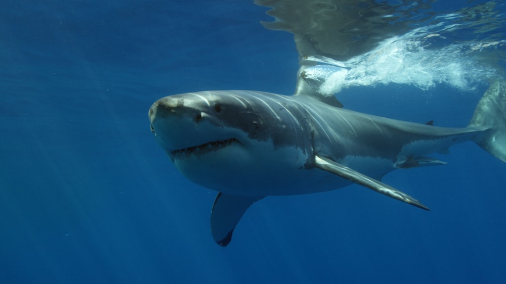 a great white shark swimming in the ocean