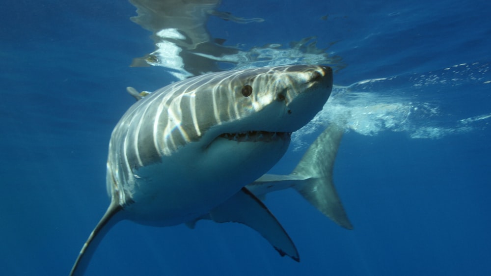 um grande tubarão branco nadando no oceano