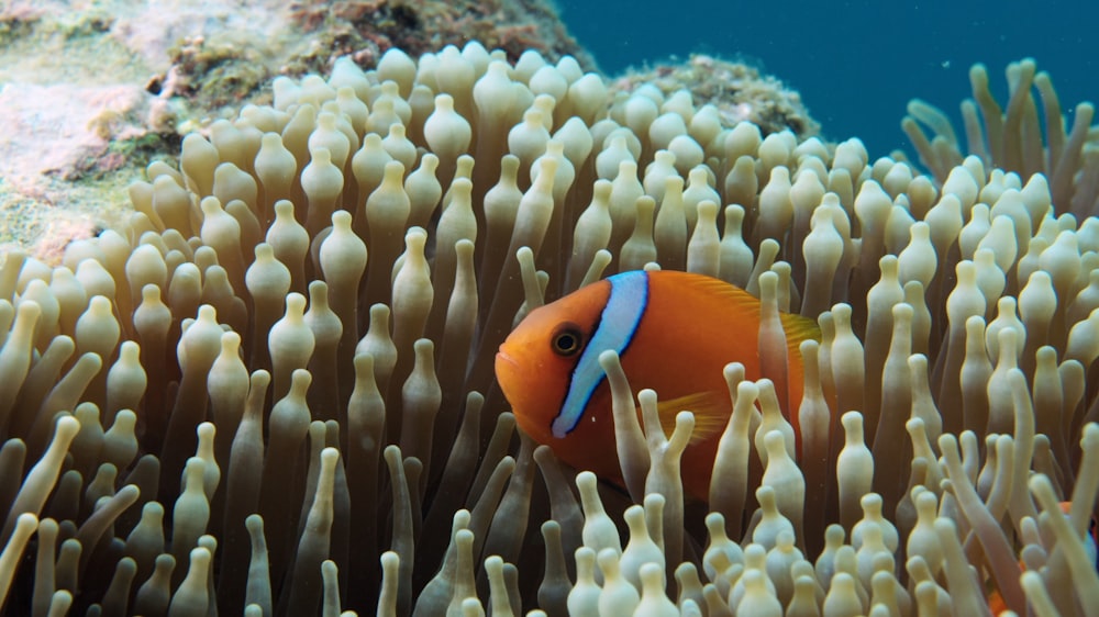 an orange and white fish in a sea anemone