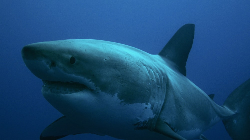 a large white shark swimming in the ocean