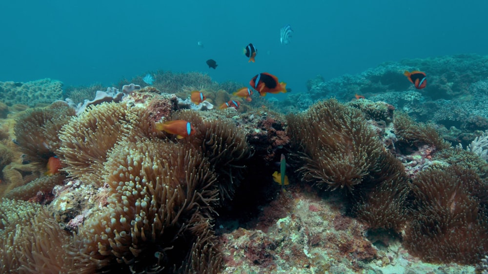 a group of fish swimming around a coral reef