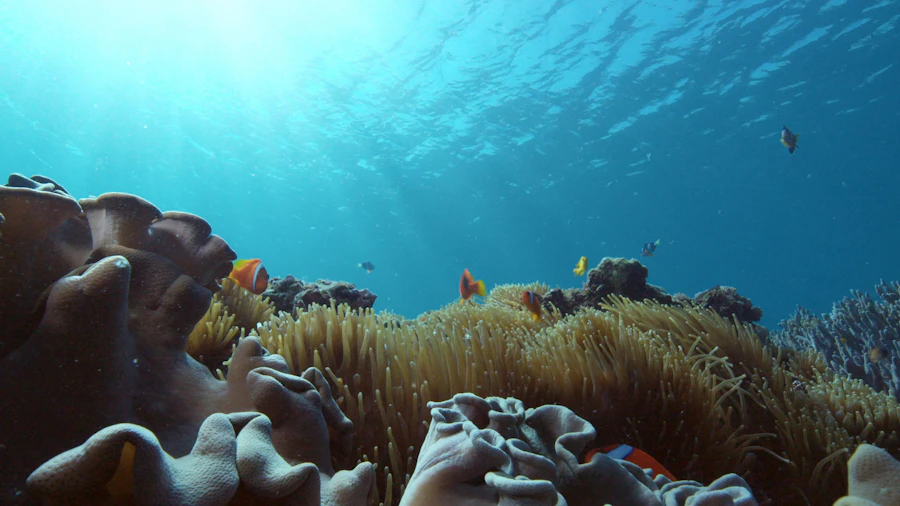Colour comes out underwater when the sun is high