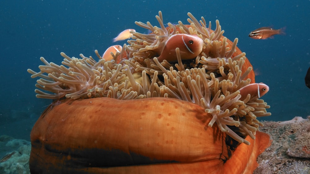 anemone and other sea anemones in the water