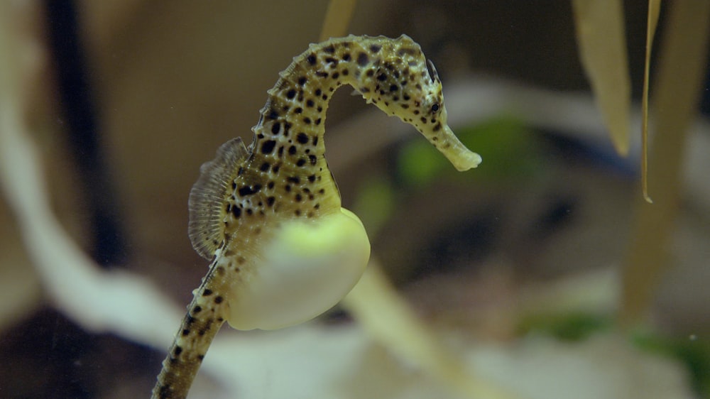 a close up of a sea horse in a tank