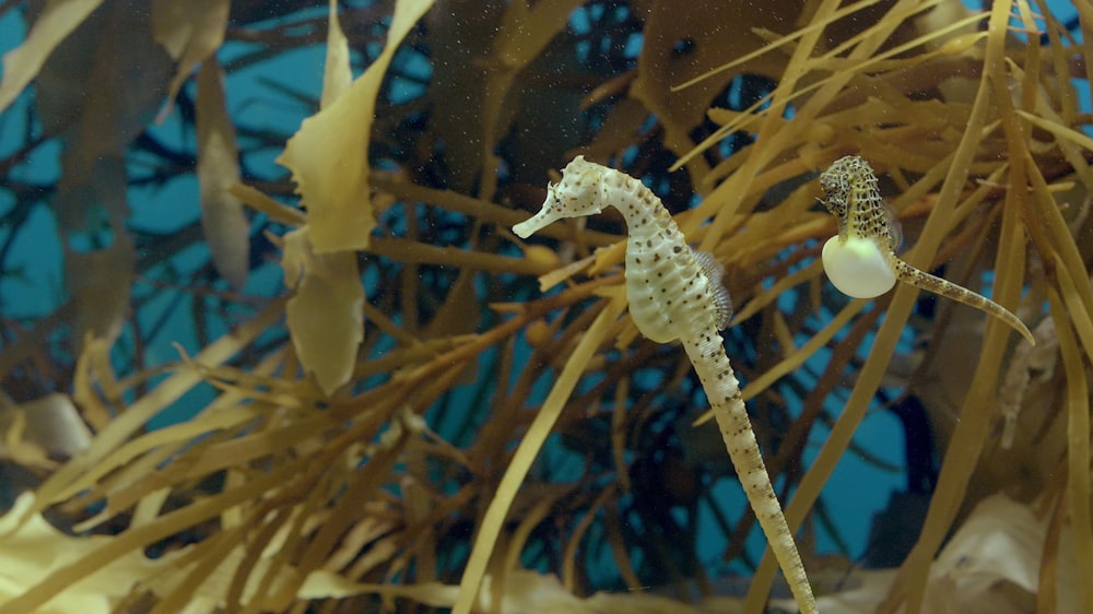 a sea horse is swimming in the water