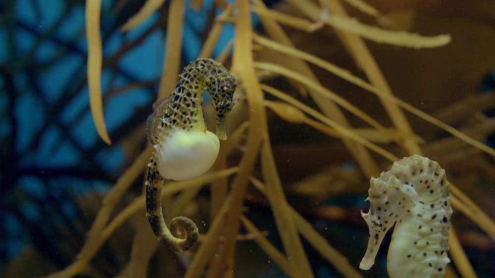 a couple of seahorses that are swimming in some water