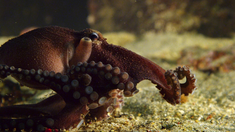 a close up of an octopus in a tank