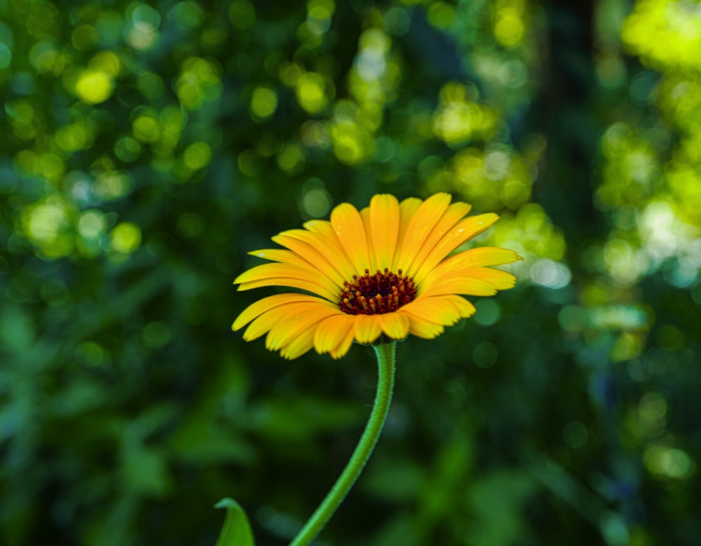 a single yellow flower with a blurry background