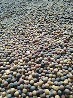 A close-up view of a large number of round seeds or beans scattered across a surface. The seeds vary in colors, including shades of brown, green, and dark blue, creating a textured pattern.