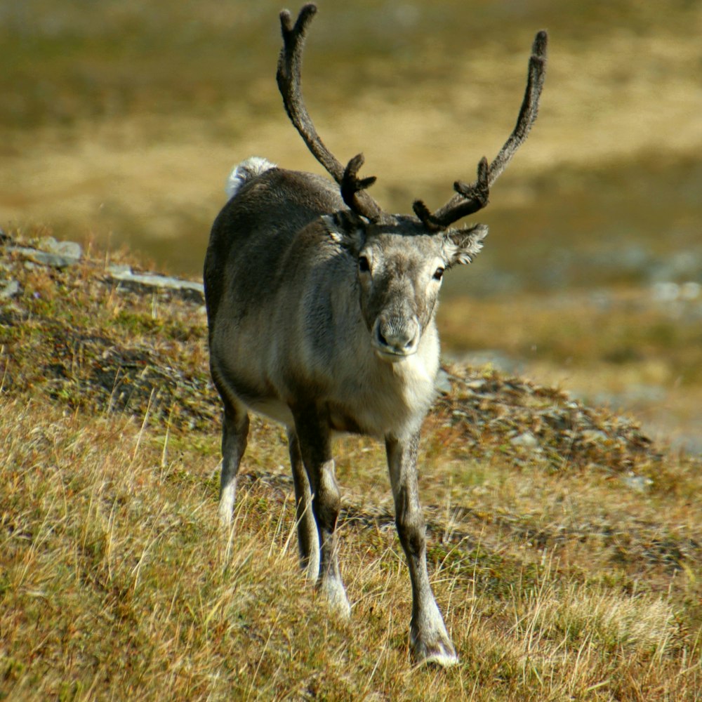 a deer with antlers standing on a grassy hill