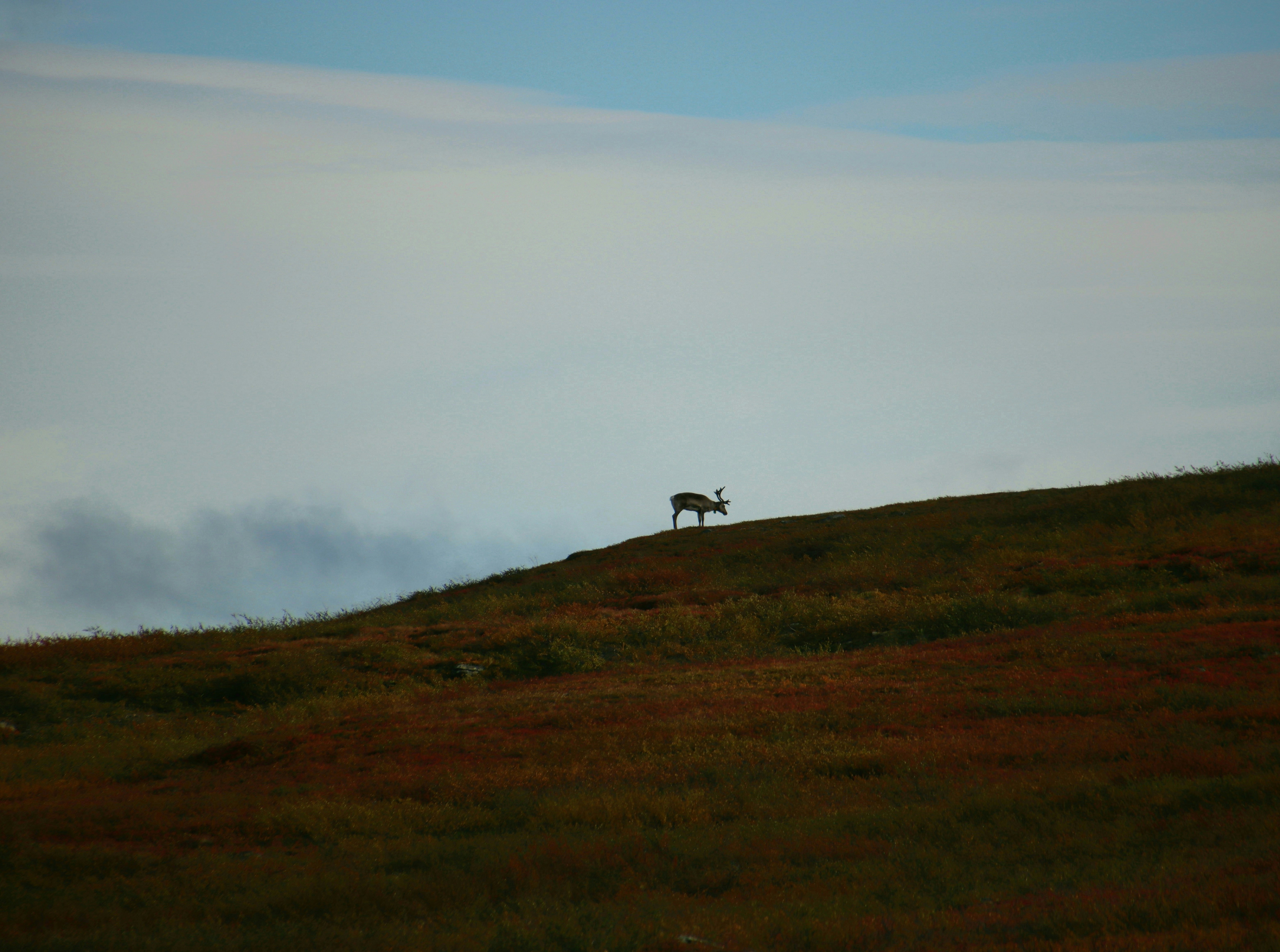 Ein Pferd, das auf einem saftig grünen Hügel steht