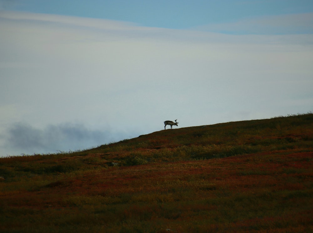 Un caballo parado en la cima de una exuberante ladera verde