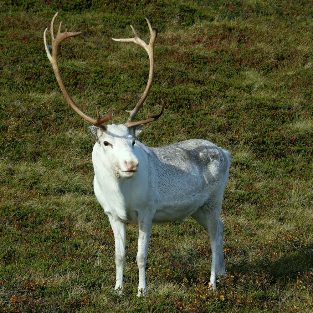 a white goat with large horns standing in the grass