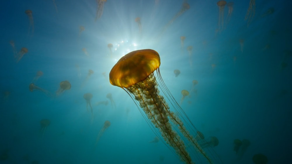 a jellyfish swimming in the ocean with the sun in the background