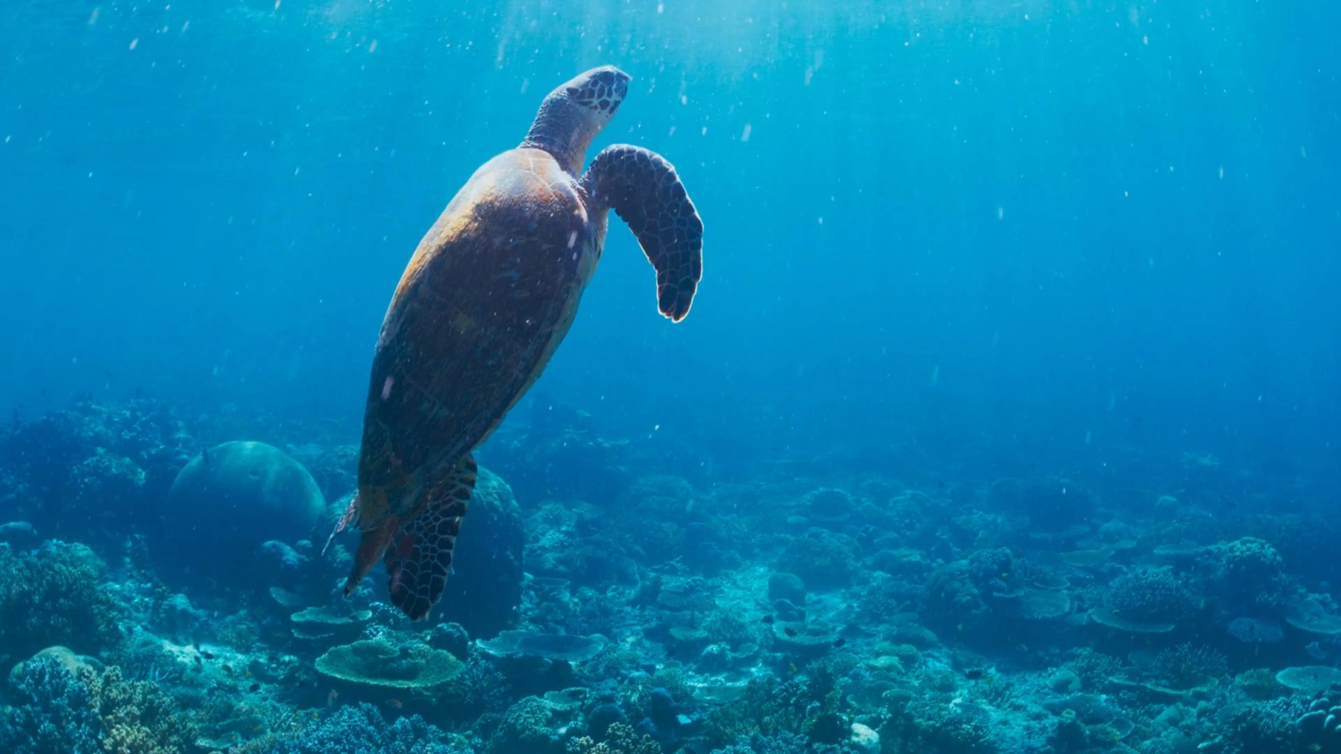 a turtle swims over a coral reef in the ocean