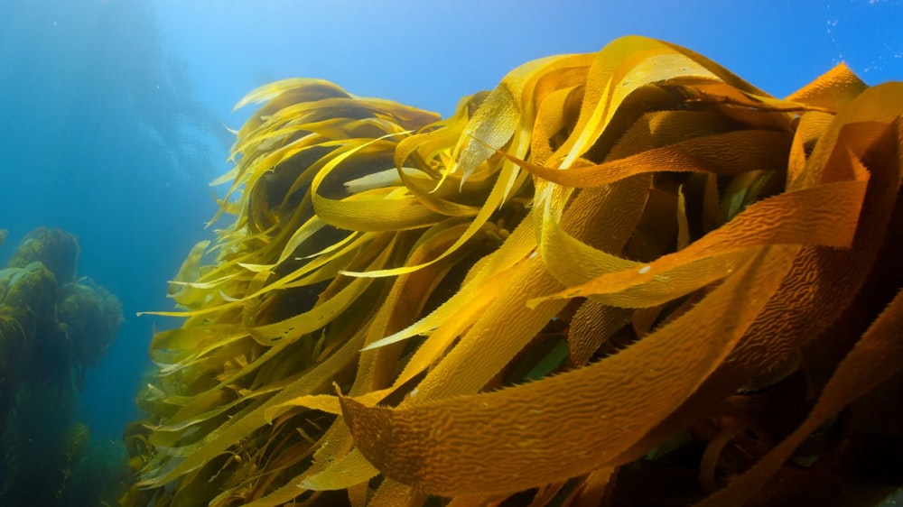 um grande grupo de algas marinhas flutuando no oceano